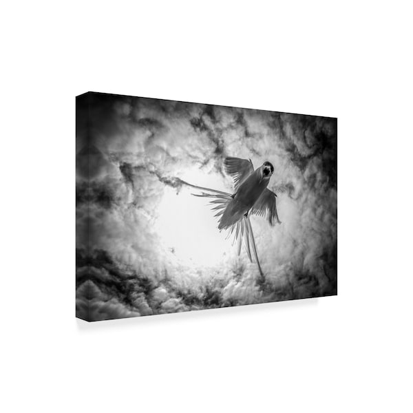 Gorazd Golob 'Fallen Bird' Canvas Art,30x47